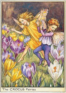 Crocus Flower Fairies