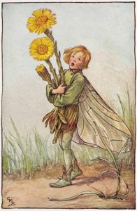 Colt's Foot Flower Fairies