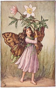 Windflower Flower Fairies