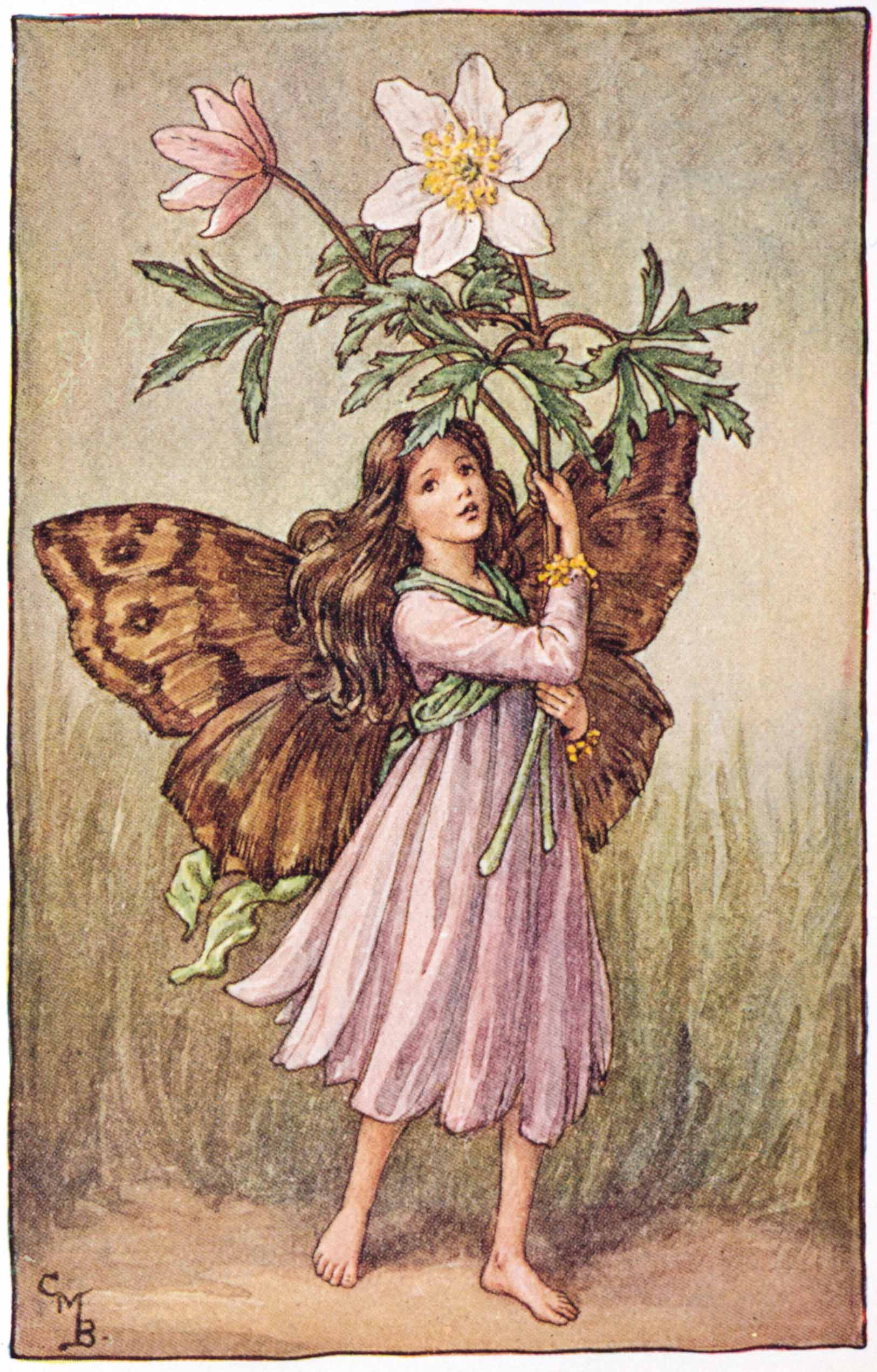 Windflower Flower Fairies