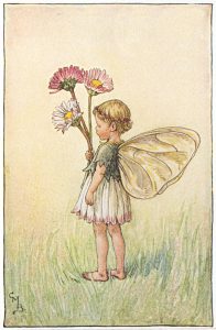 Daisy Flower Fairies