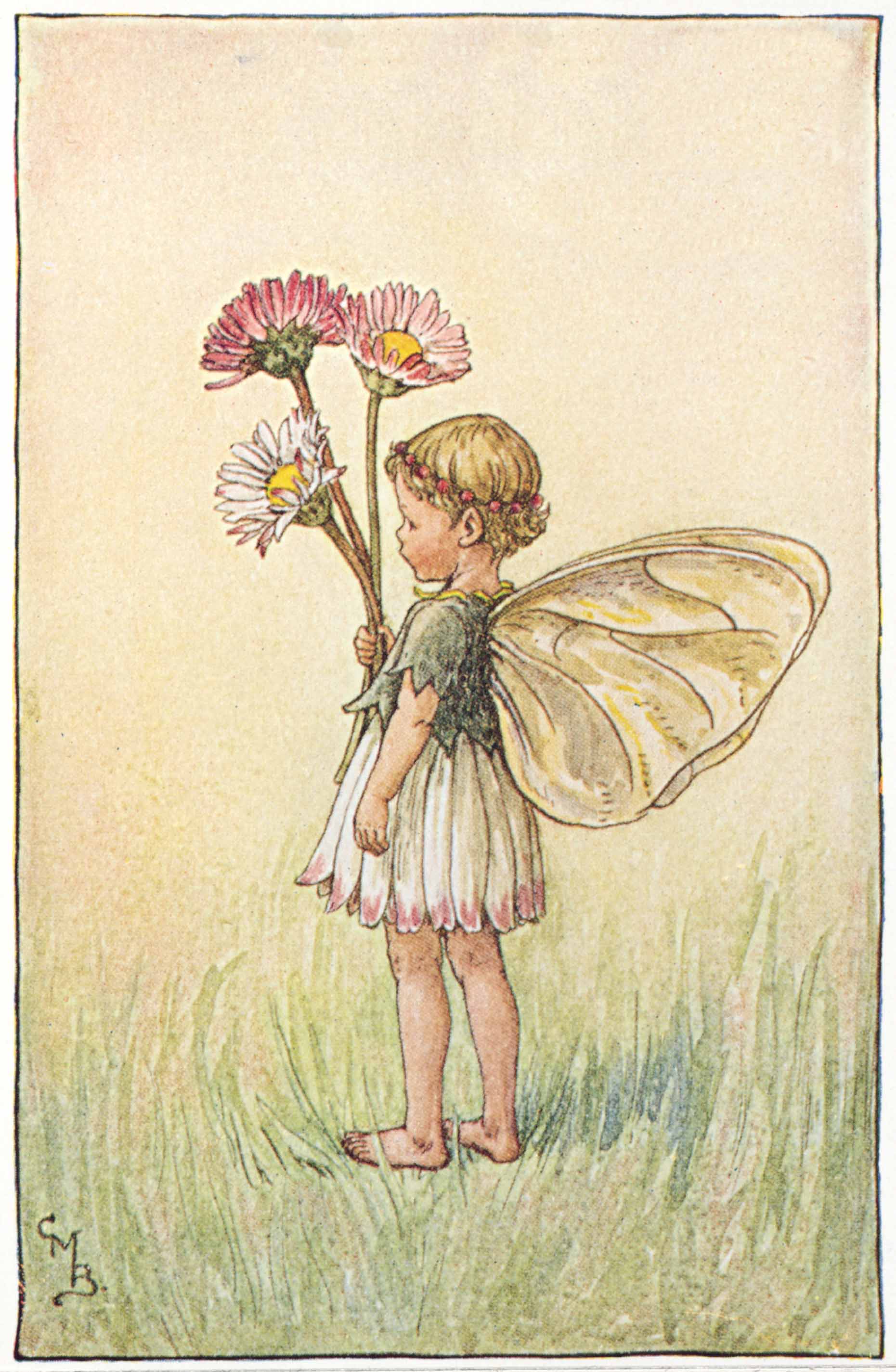Daisy Flower Fairies