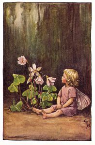Wood-Sorrel Flower Fairies