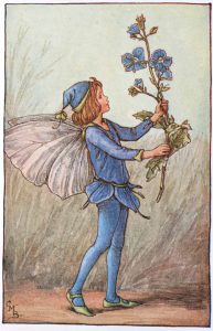 Speedwell Flower Fairies