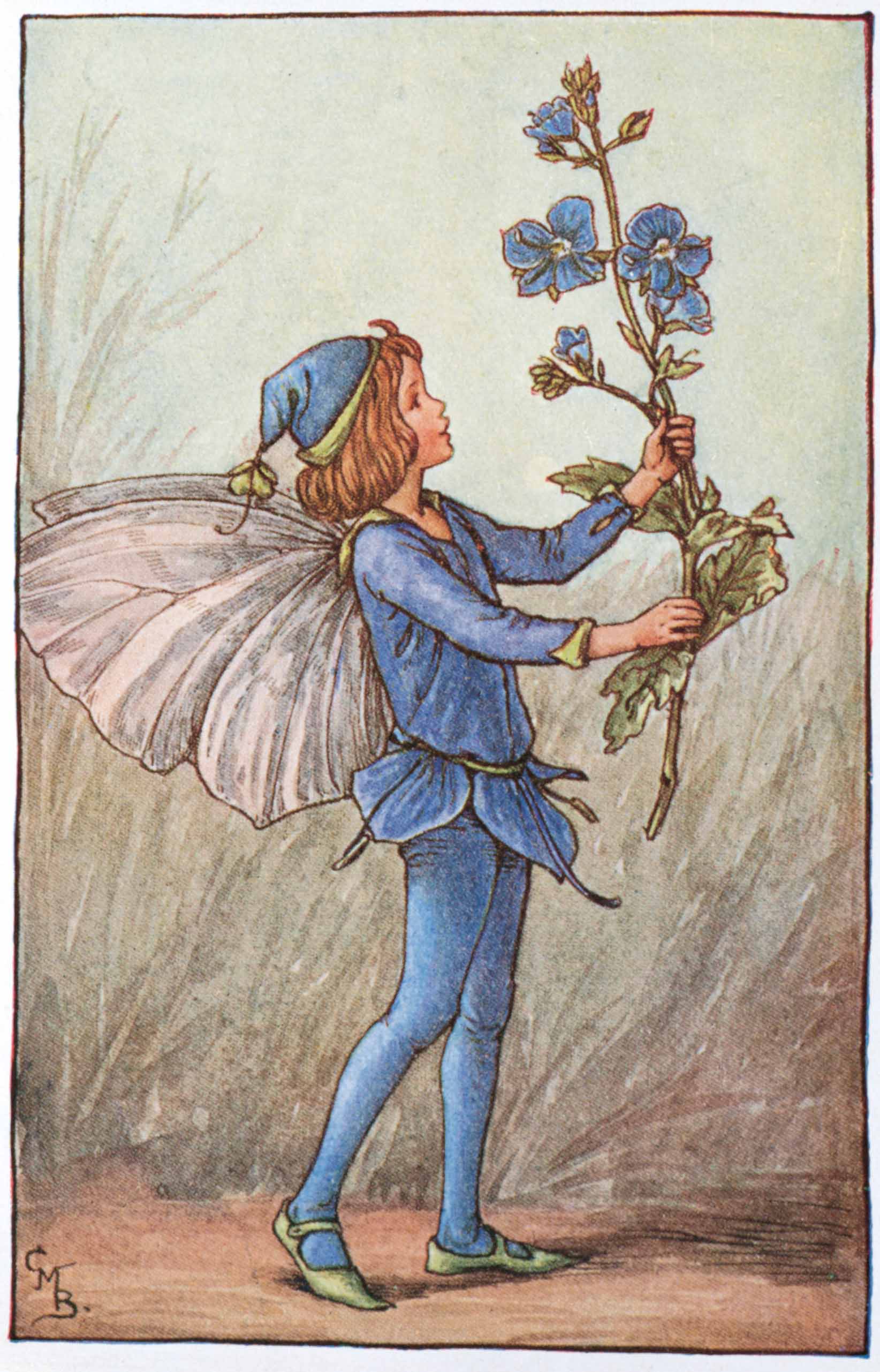 Speedwell Flower Fairies