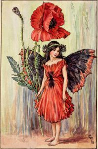 Poppy flower fairies
