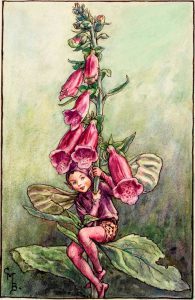 Foxglove flower fairies