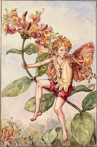 Honeysuckle flower fairies