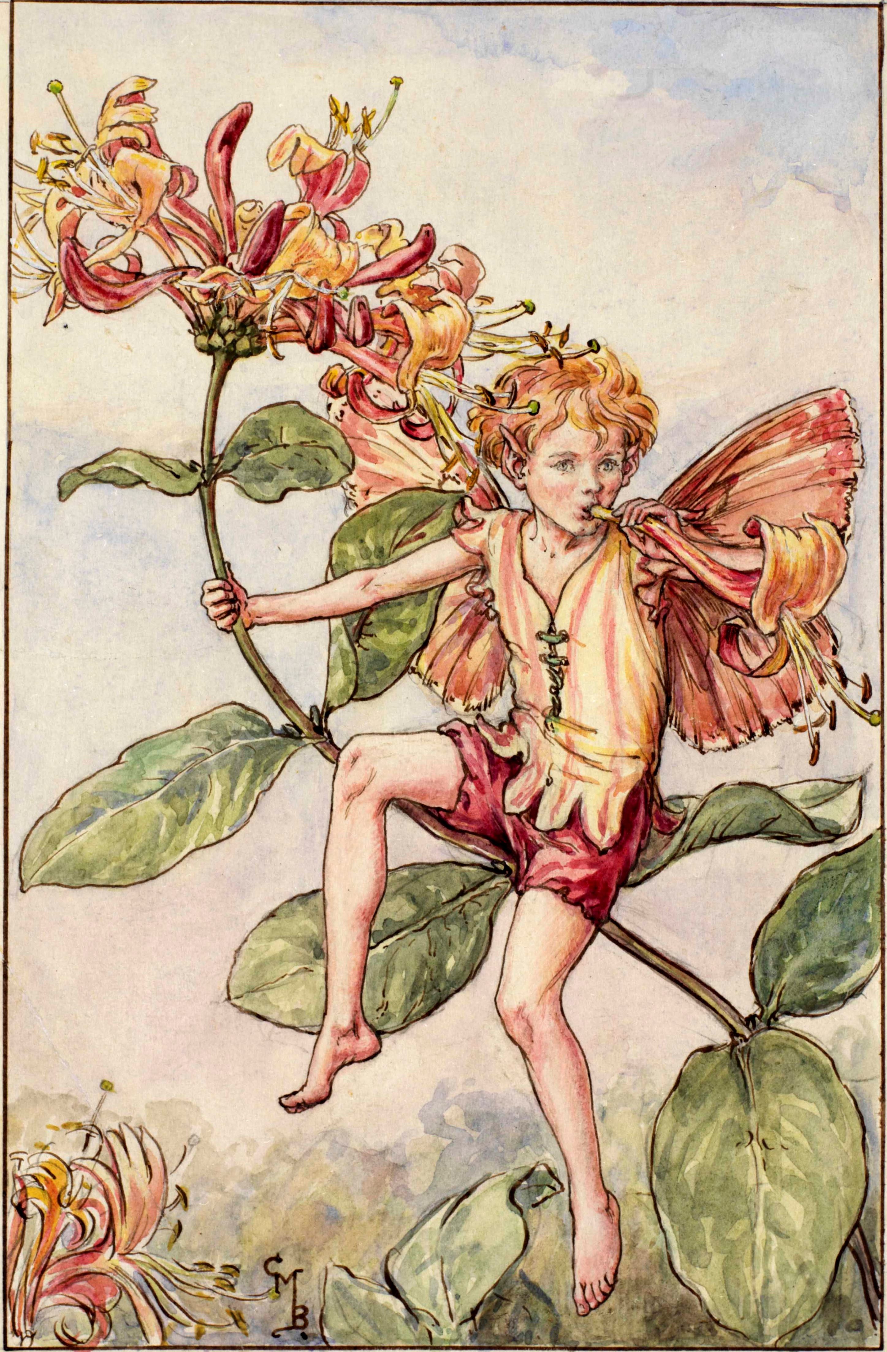 Honeysuckle flower fairies