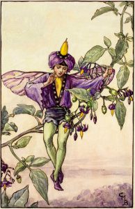 Nightshade flower fairies