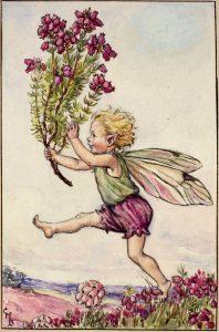 Heather flower fairies