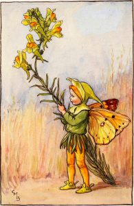 Toadflax flower fairies