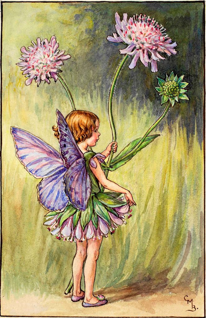 Scabious flower fairies