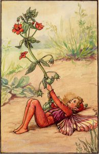 Scarlet Pimpernel flower fairies