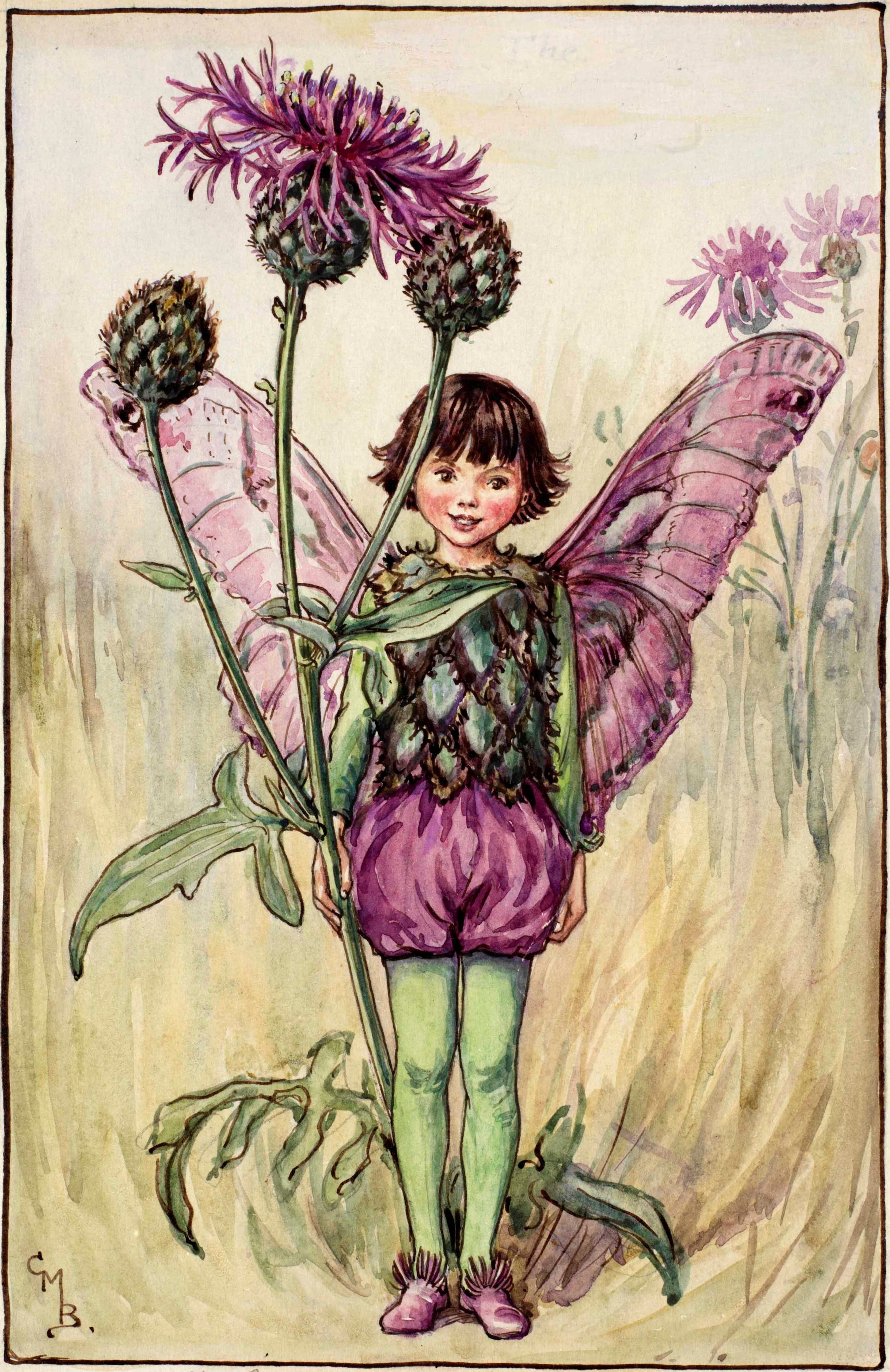Greater knapweed flower fairies