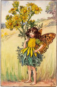 Ragwort flower fairies