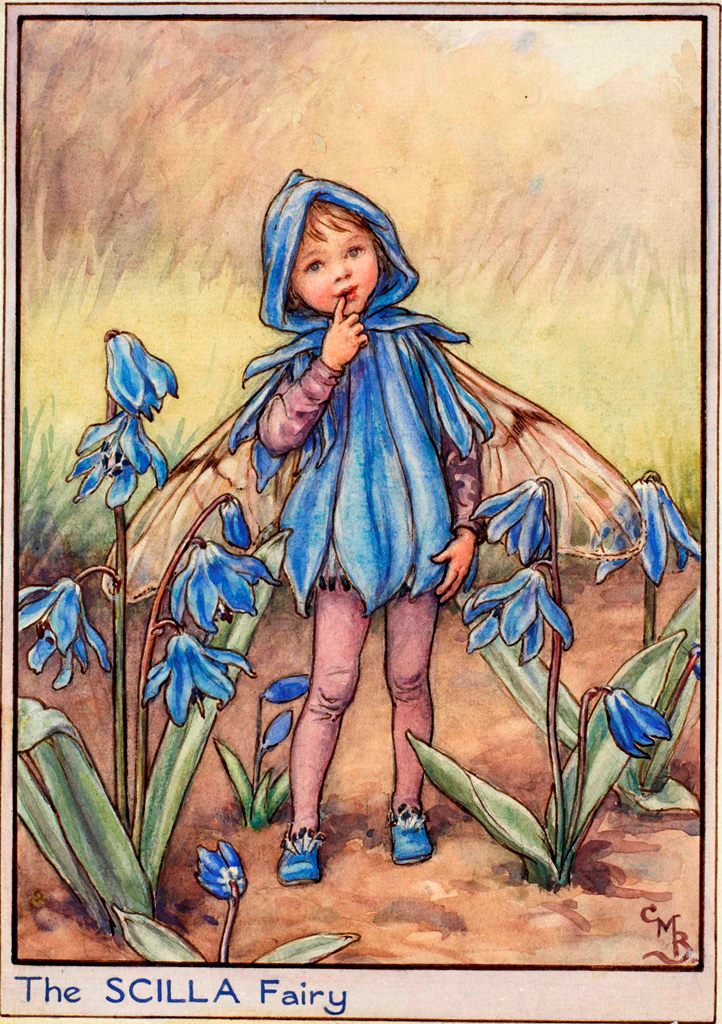 Scilla flower fairies