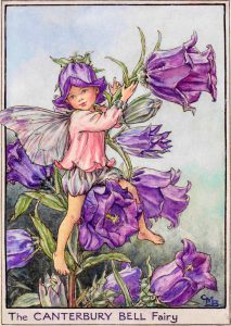 Canterbury bell flower fairy