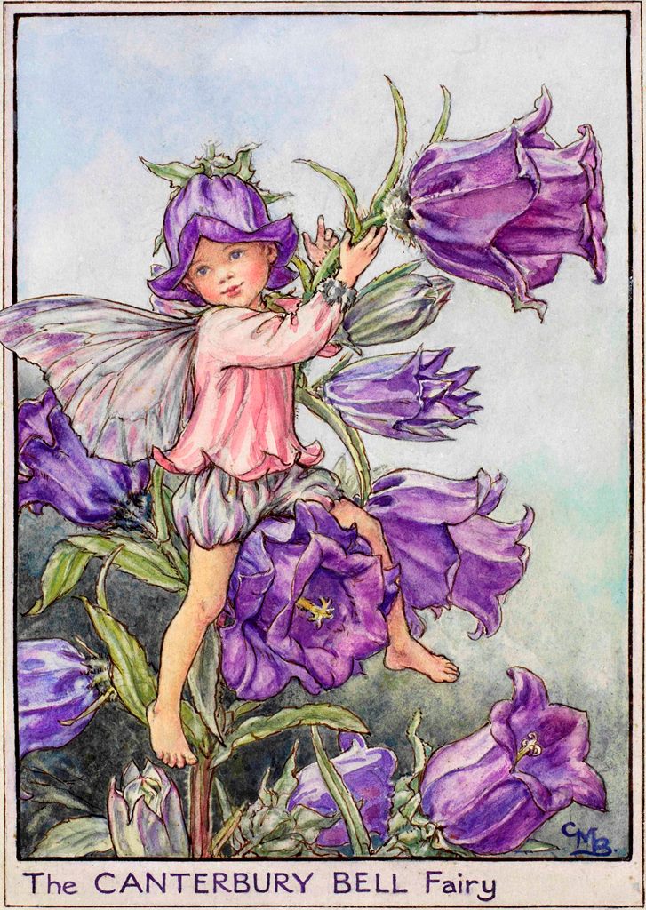 Canterbury bell flower fairy