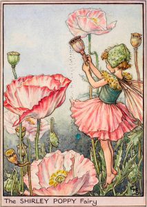 Shirley poppy flower fairy