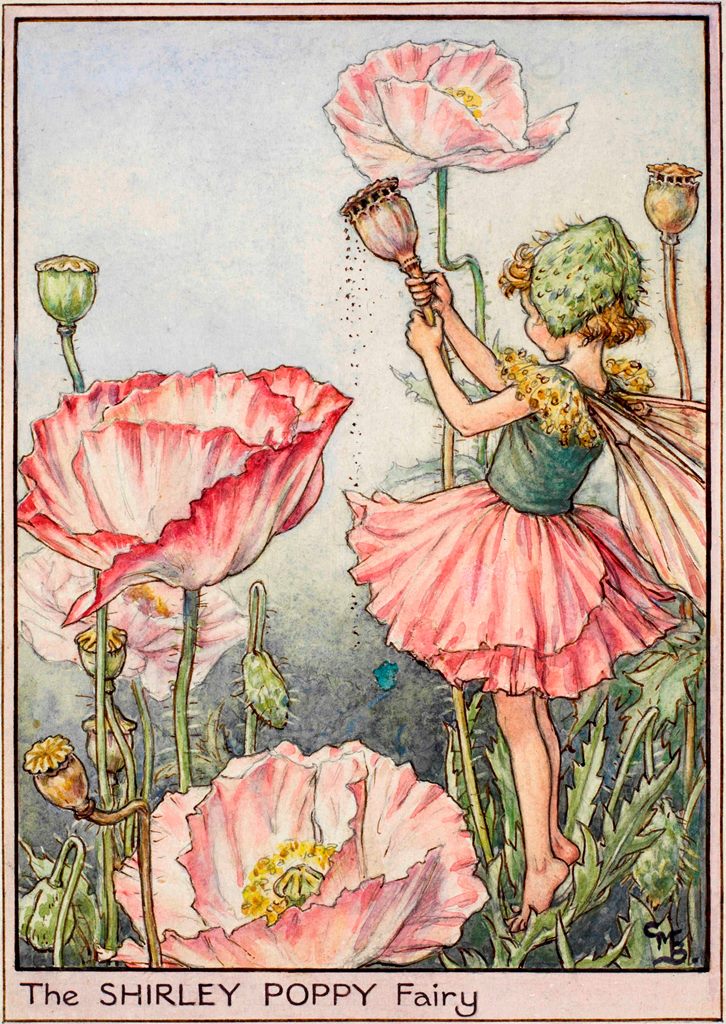Shirley poppy flower fairy