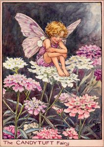 Candytuft flower fairies