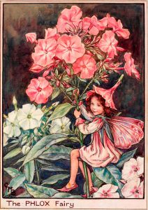 Phlox flower fairies
