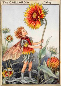 Gaillardia flower fairies