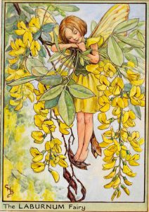 Laburnum flower fairy