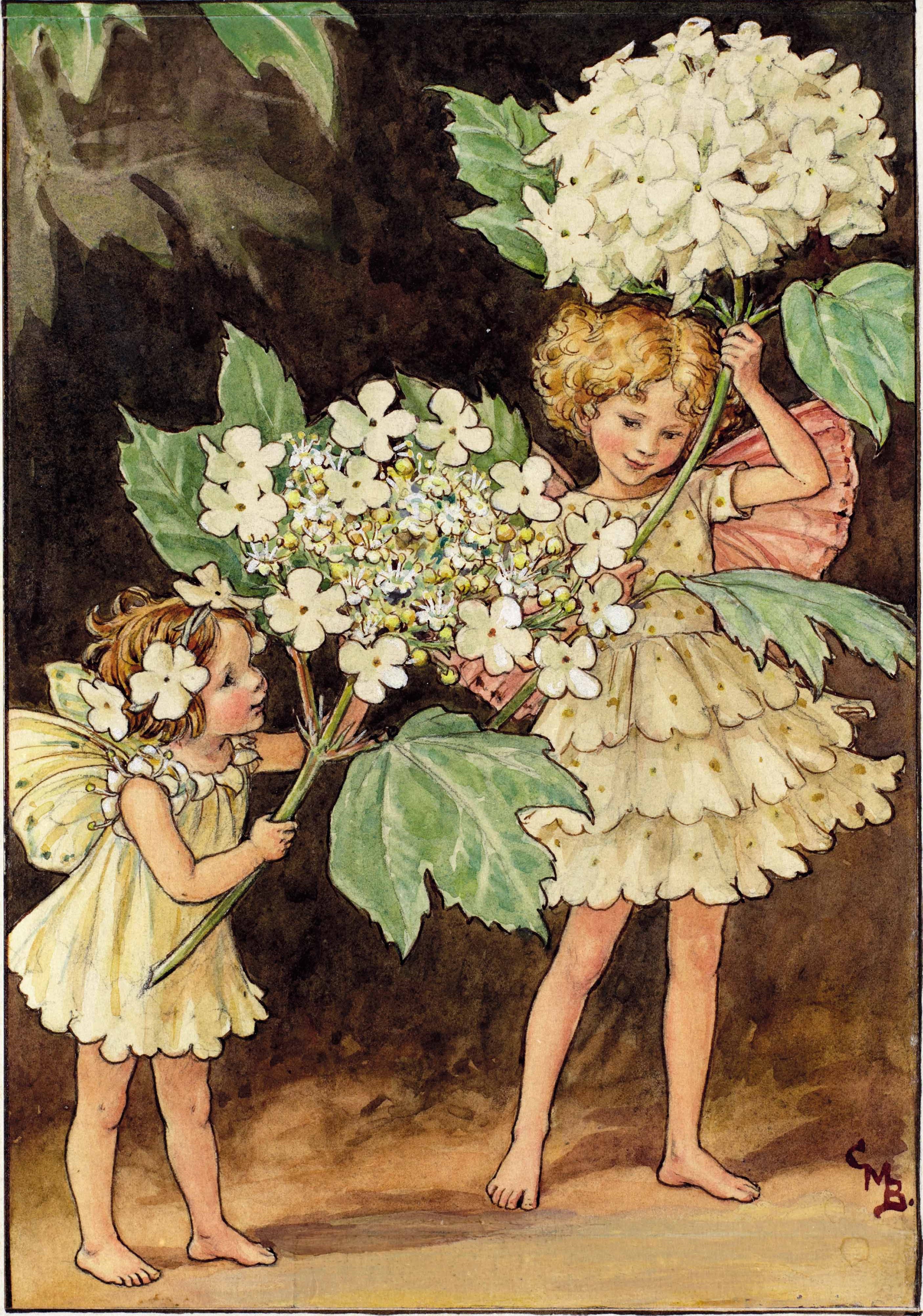Guelder rose flower fairies