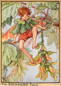 Sycamore flower fairy