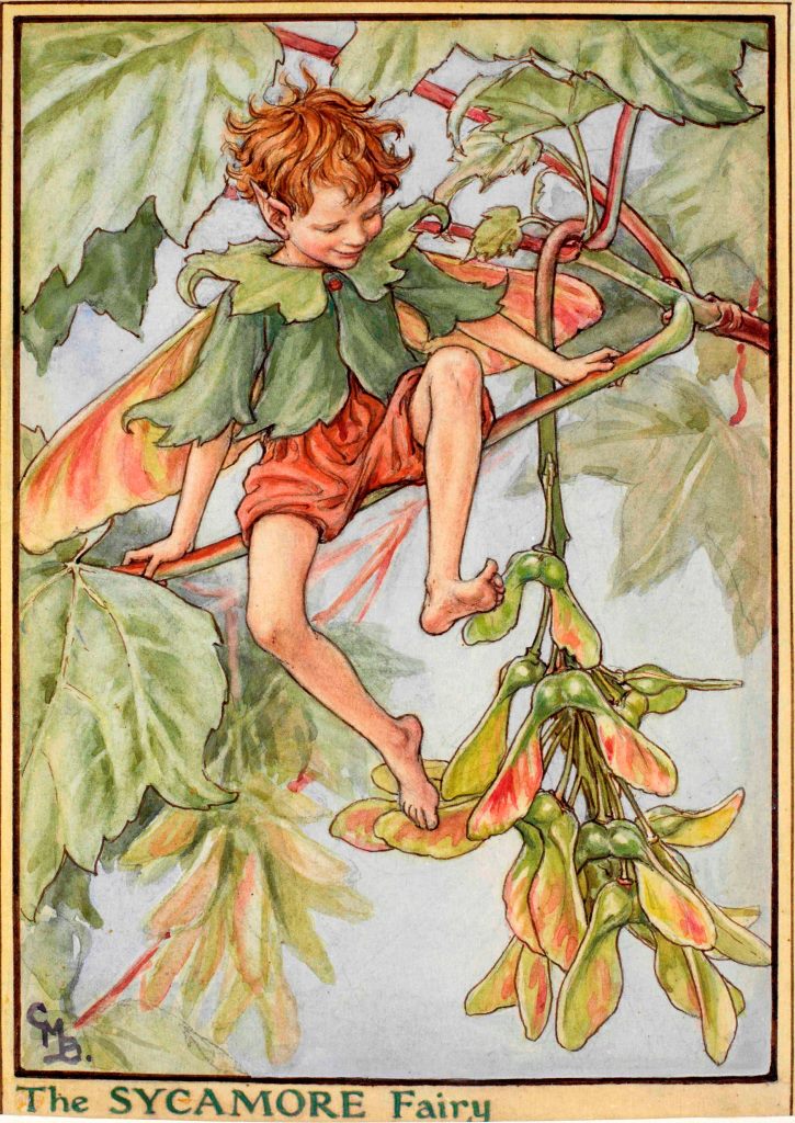 Sycamore flower fairy