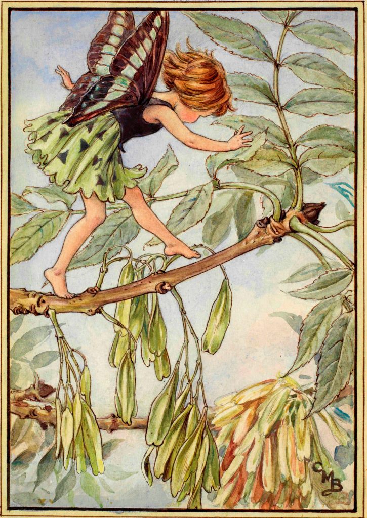 Ash tree flower fairy