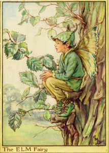 Elm Tree flower fairy