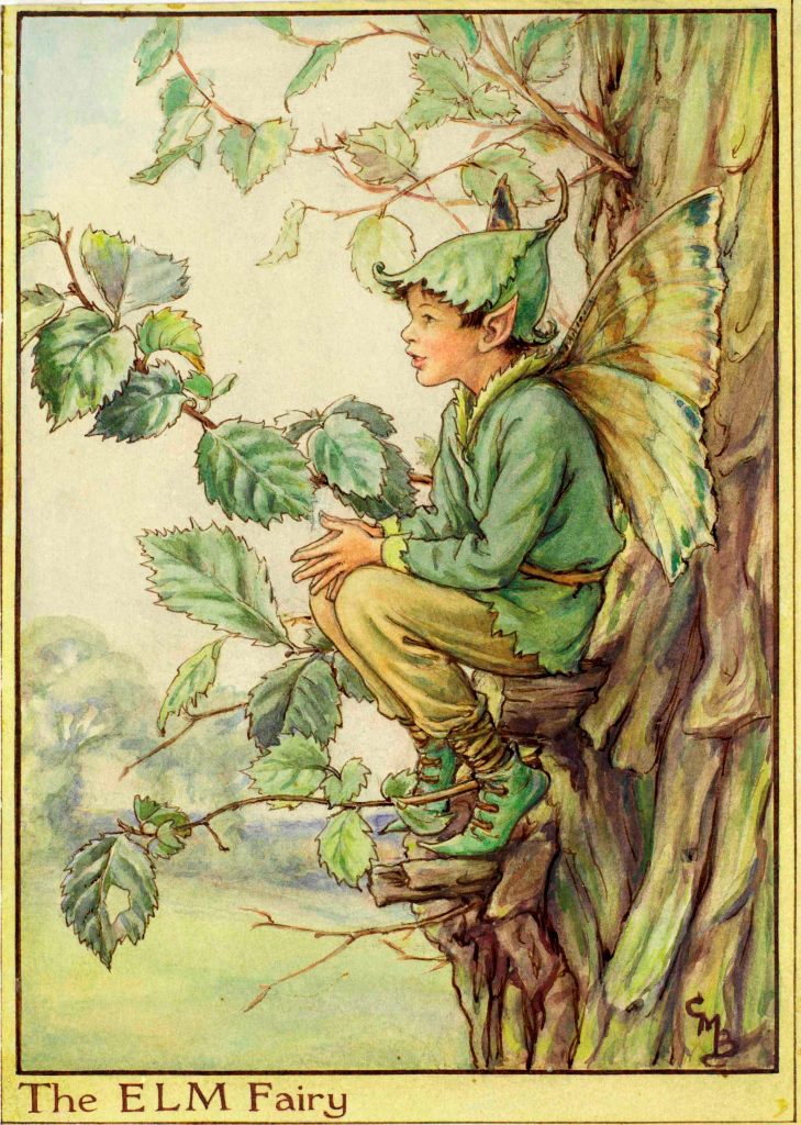 Elm Tree flower fairy