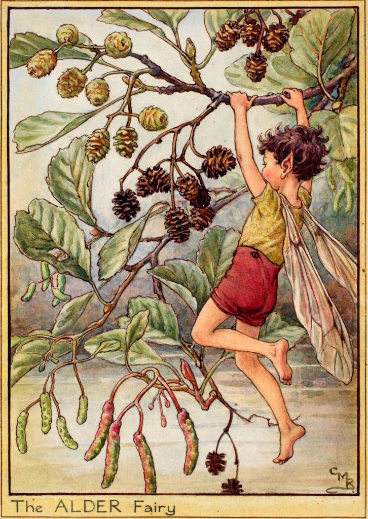 Alder flower fairy