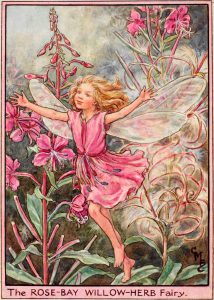 Rose bay willow herb flower fairy