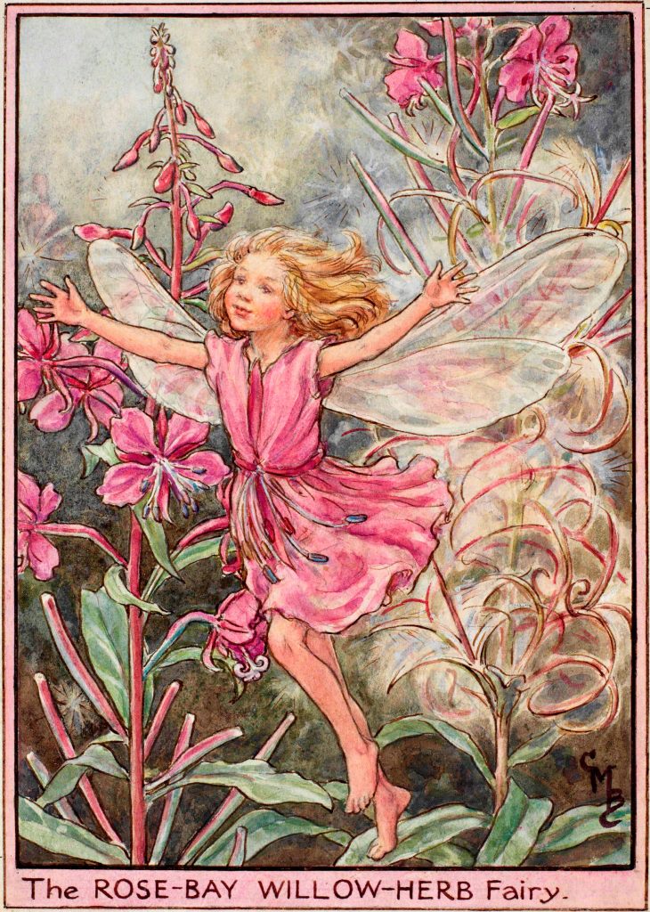 Rose bay willow herb flower fairy