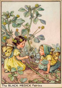 Black medick flower fairy