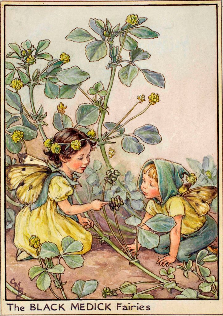 Black medick flower fairy