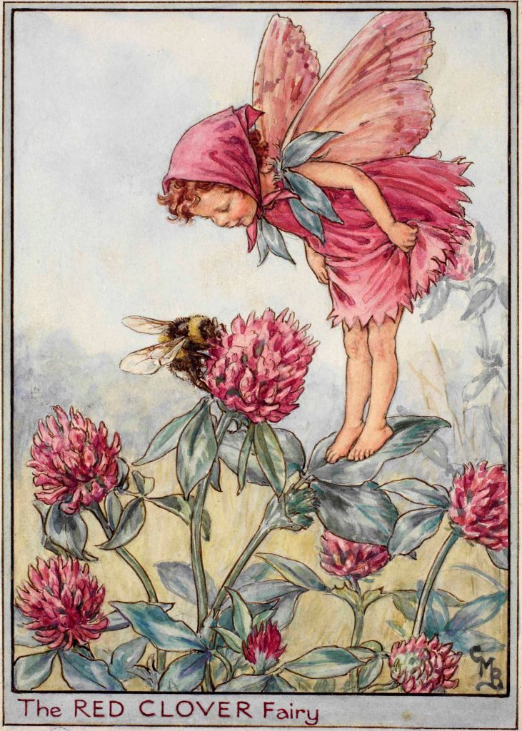 Red Clover flower fairy