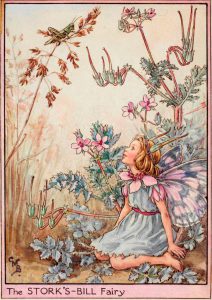 Stork's-bill flower fairy