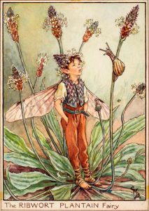Ribwort plantain flower fairy