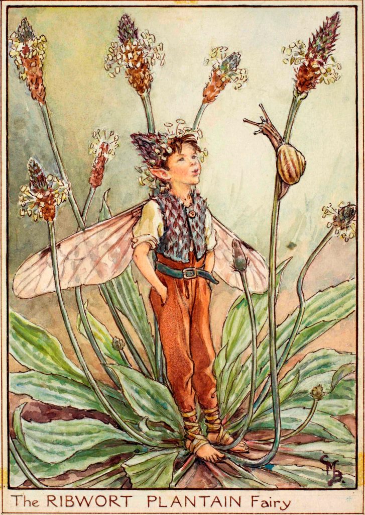 Ribwort plantain flower fairy