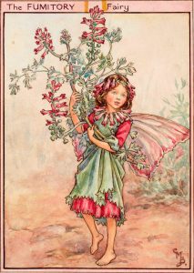 Fumitory flower fairy