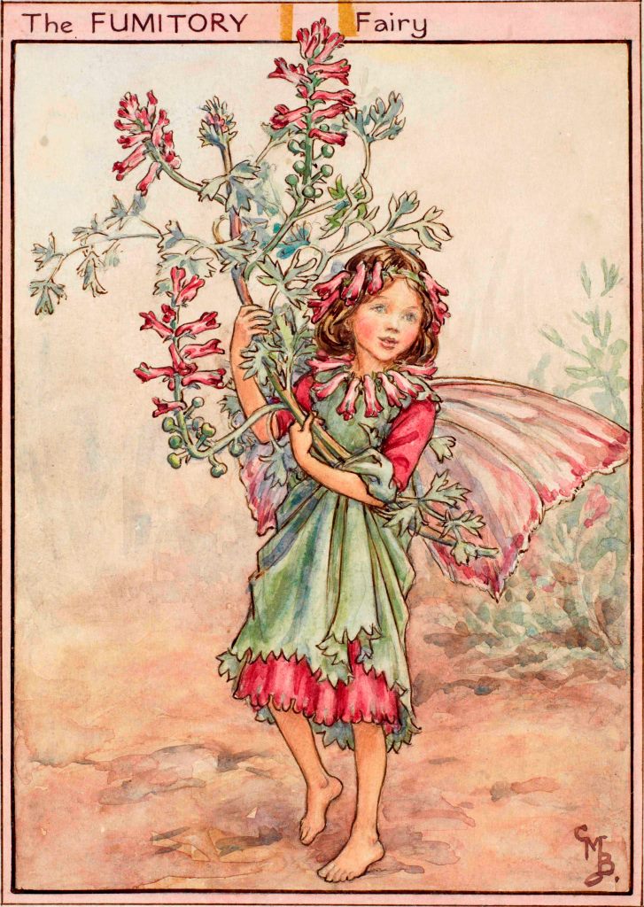 Fumitory flower fairy