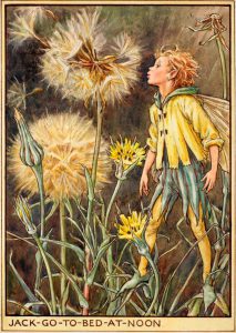 Jack go to bed at noon flower fairy
