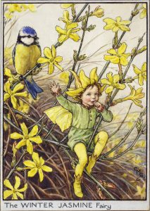 Winter Jasmine flower fairies
