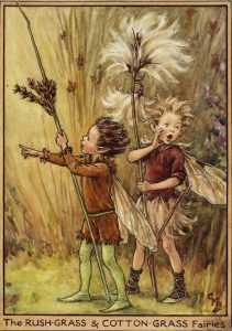 Rush-grass and cotton-grass flower fairies