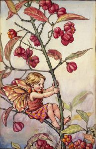 Spindle berry flower fairies